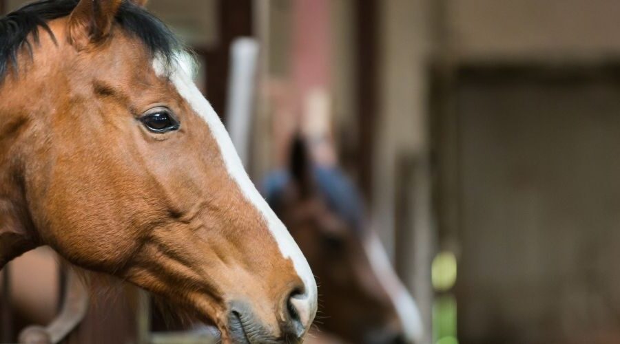 Kein Titel (1300 x 500 px) (1)